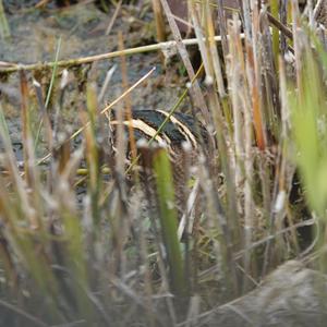 Jack Snipe