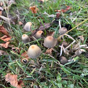 Unknown Species
