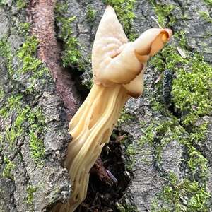 Fluted White Helvella