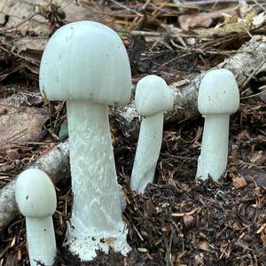 Destroying Angel