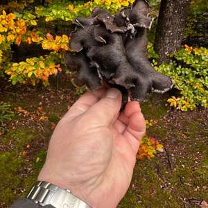 Horn of Plenty