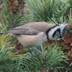 Crested Tit