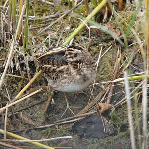 Jack Snipe