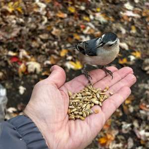 White-breasted Nuthatch