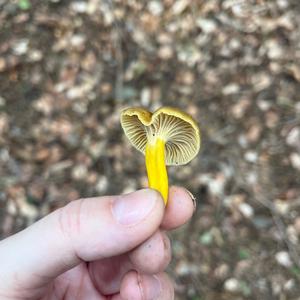 Trumpet Chanterelle