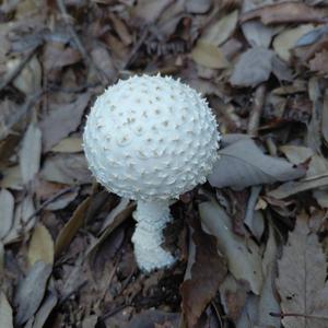 Gelber Knollenblätterpilz