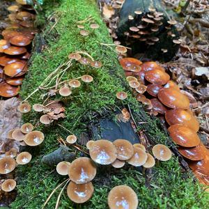 Stockschwämmchen