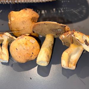 Sandröhrling