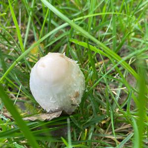 Unknown Species
