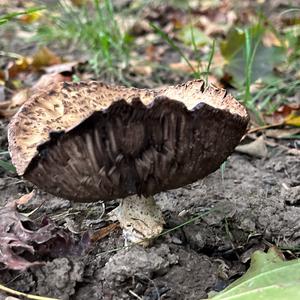 Riesen-Champignon