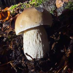King Bolete
