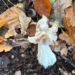 Unknown Species