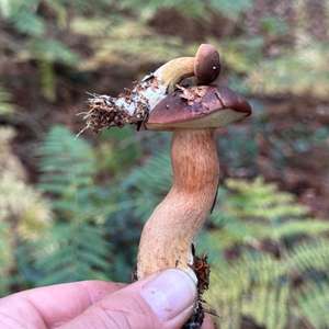 Bay Bolete