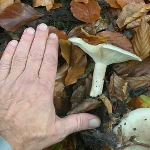 Unknown Species