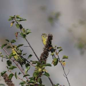 European Serin