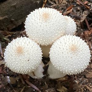 Pestle-shaped Puffball