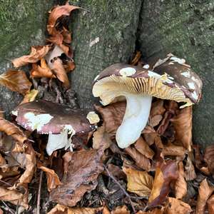 Unknown Species