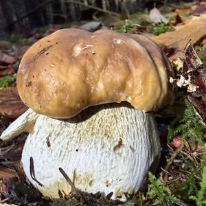 King Bolete