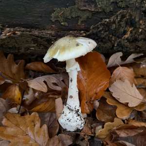 Death Cap