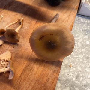 Honey Fungus