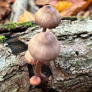 Bleeding Mycena