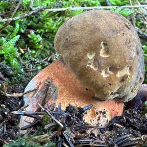 Dotted-stem Bolete
