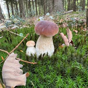 Steinpilz