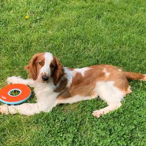 Spaniel (Welsh Springer)