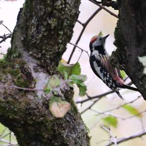 Middle Spotted Woodpecker