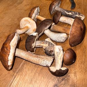 Gemeiner Birkenpilz