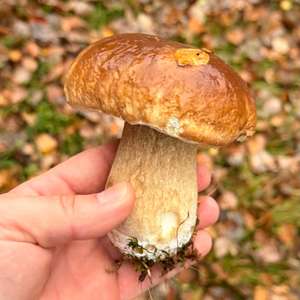 King Bolete