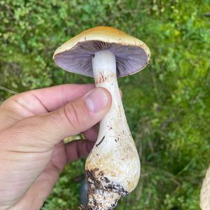 Unknown Species