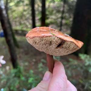 Unknown Species