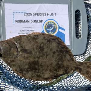 European flounder