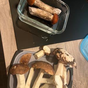 Gemeiner Birkenpilz