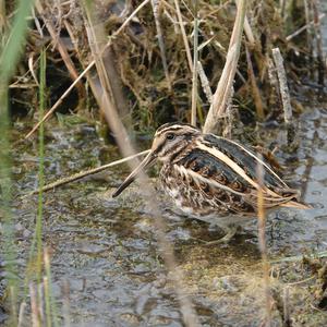 Jack Snipe