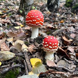 Fliegenpilz