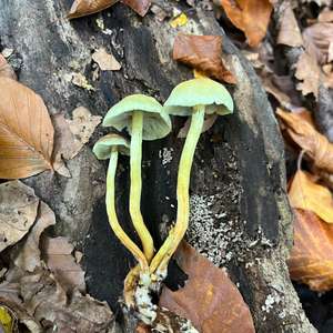 Sulfur Tuft