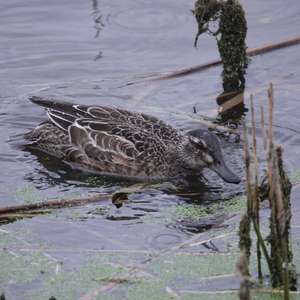 Garganey