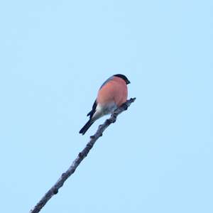 Eurasian Bullfinch