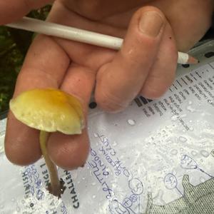 Unknown Species