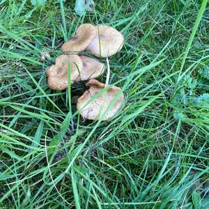 Unknown Species