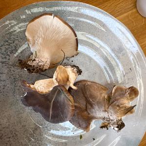 Unknown Species