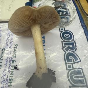 Unknown Species
