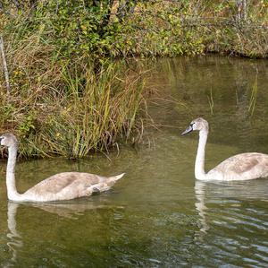 Mute Swan