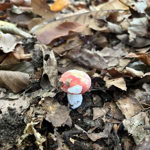Unknown Species