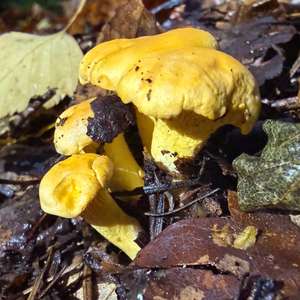 Chanterelle, Common