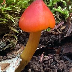 Blackening Wax-cap