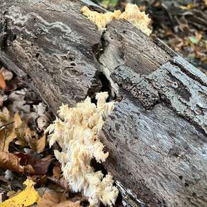 Bearded Tooth
