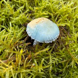 Blue-green Stropharia